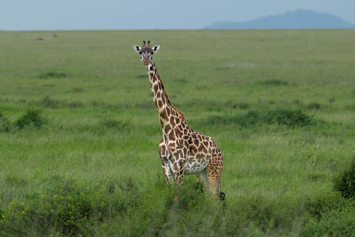 A lone giraffe in savanna.