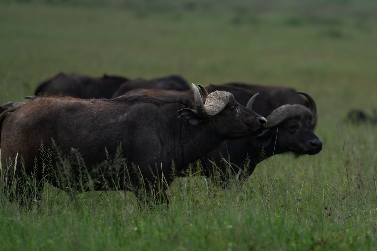 A cape buffalo is standing.