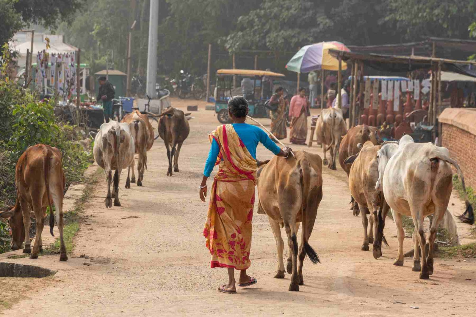 lady farmerettes bringing her cattle's back to home in the evening
