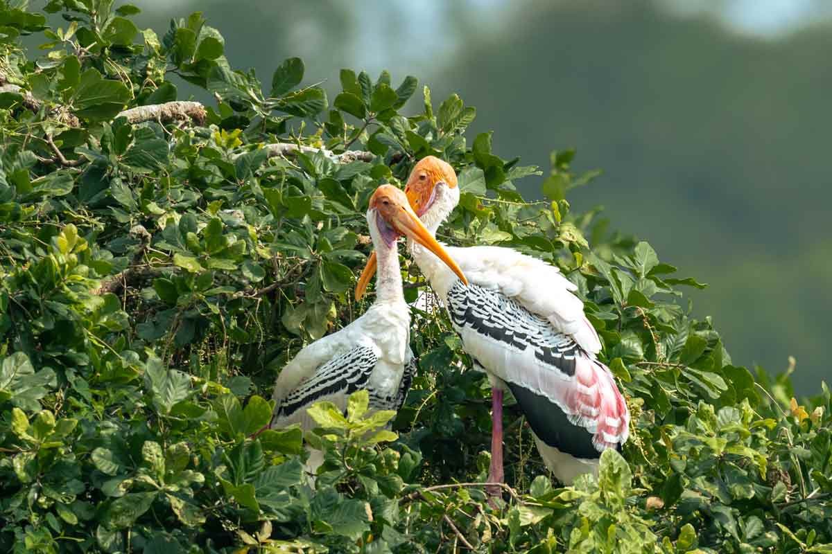 two loving storks on a tree