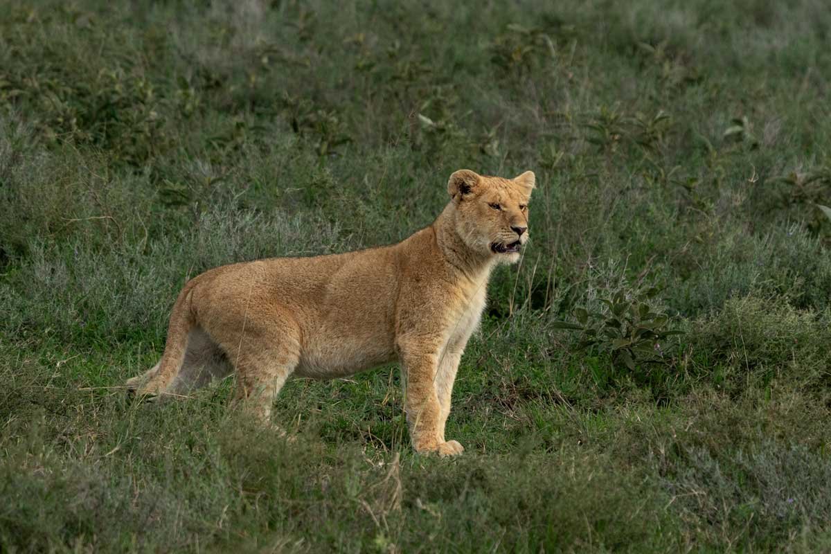 A young lioness is standing.