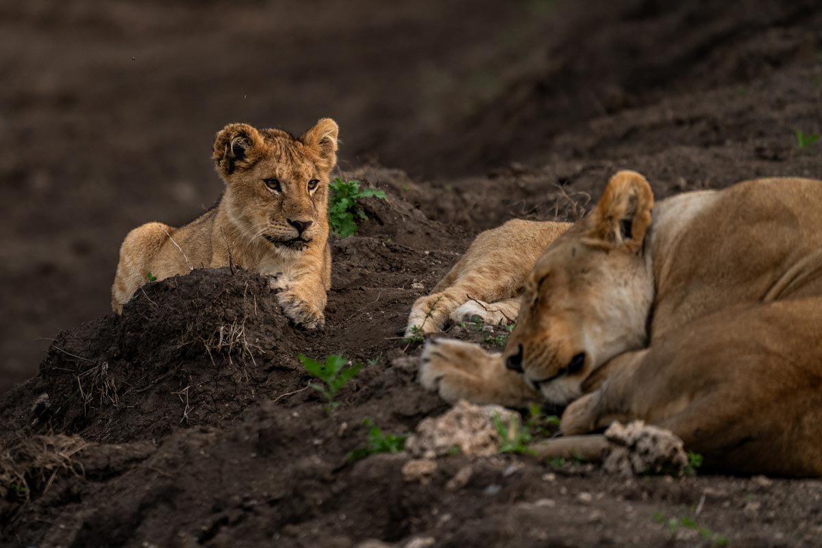 A powerful stare of a lion cub.