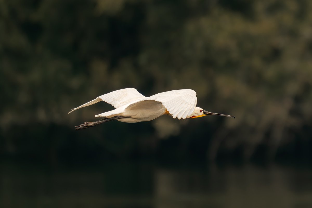 eurasin spoonbill is flying