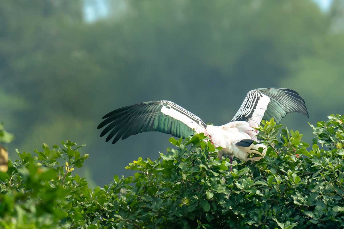 stork wings spread fully