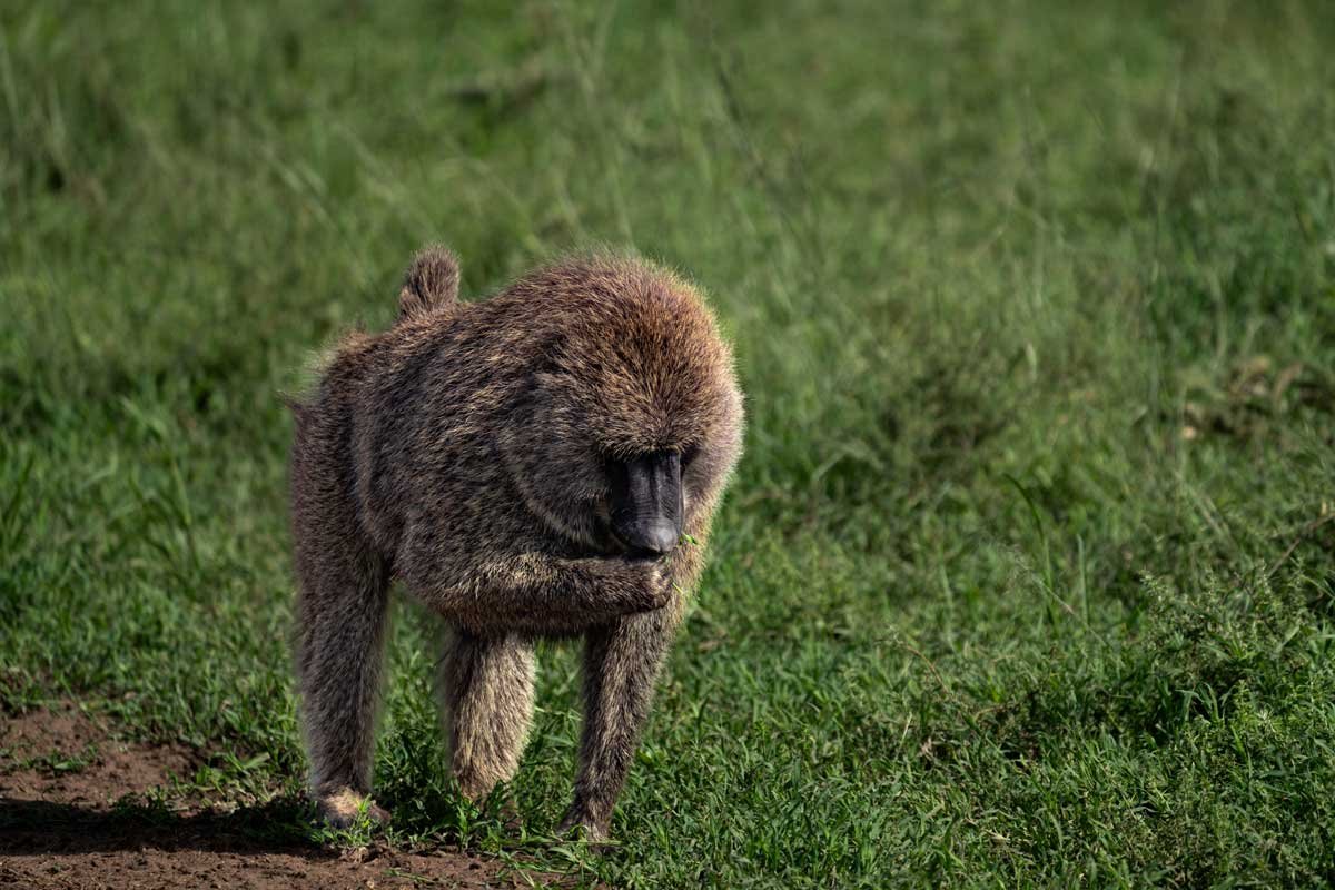 A eating baboon.