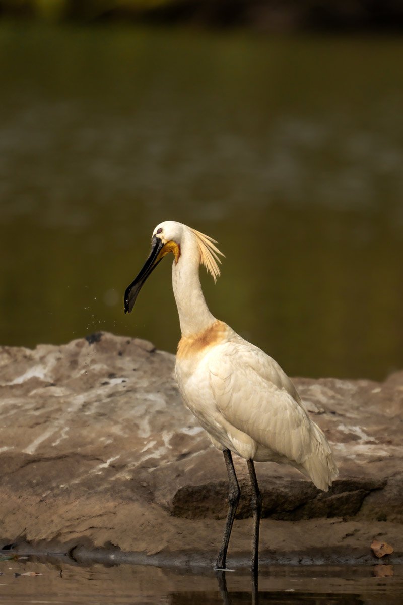 eurasin spoonbill is drinking water