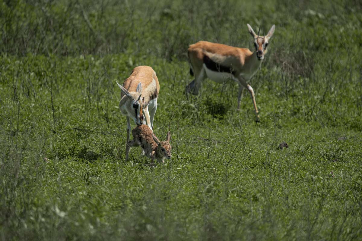 A mother gazelle is helping her baby.