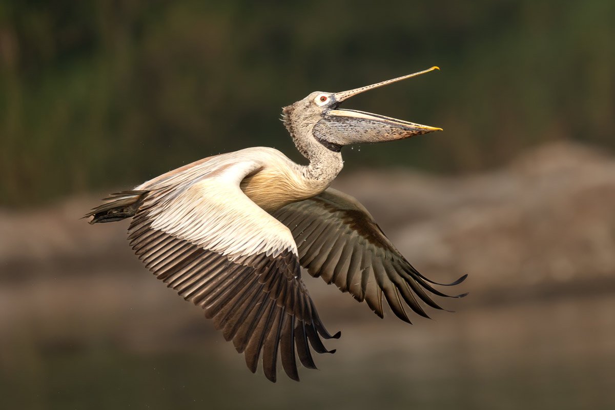 spot billed pelican is flying and opened mouth