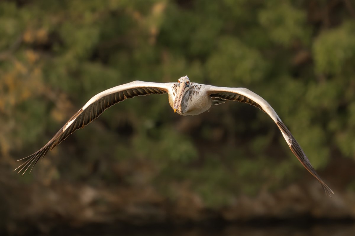 spot billed pelician looking intense