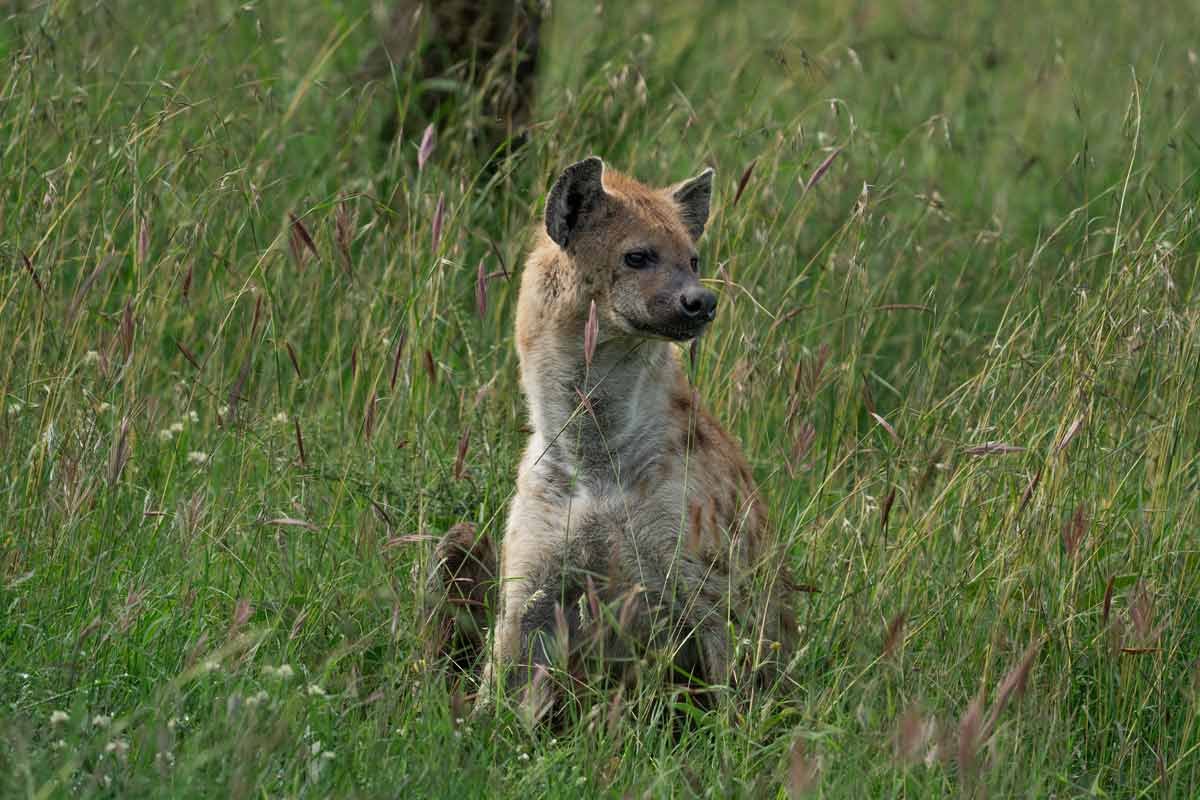 A hyena is sitting.