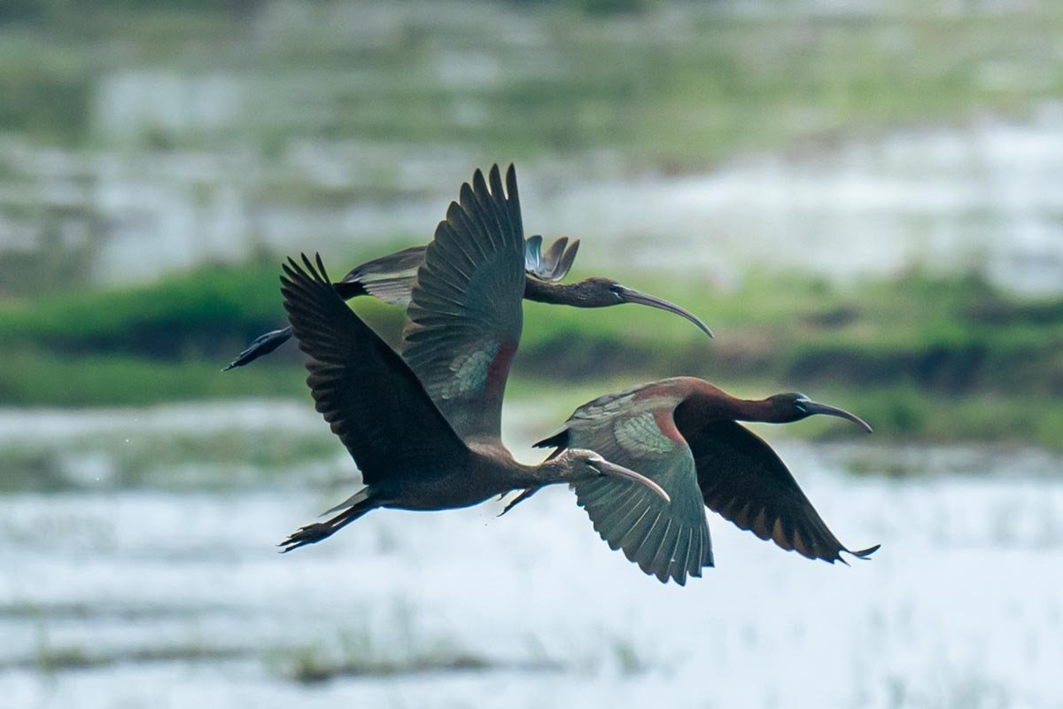 ibis birds flying together