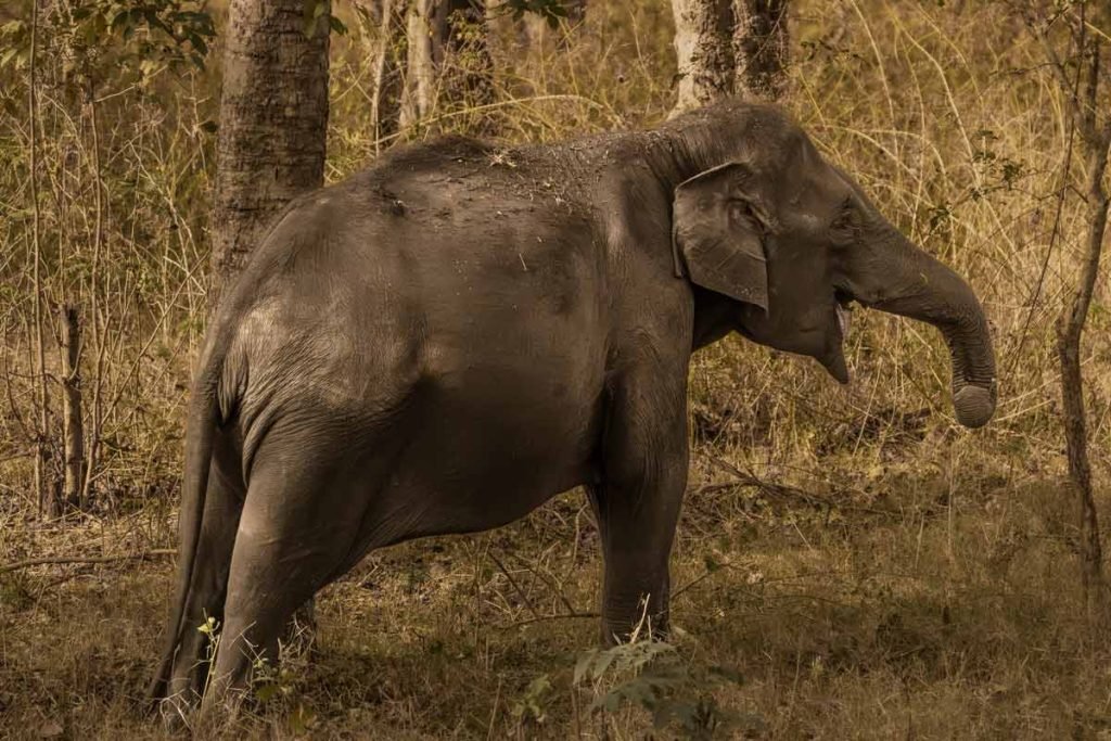 a elephant is trumpeting