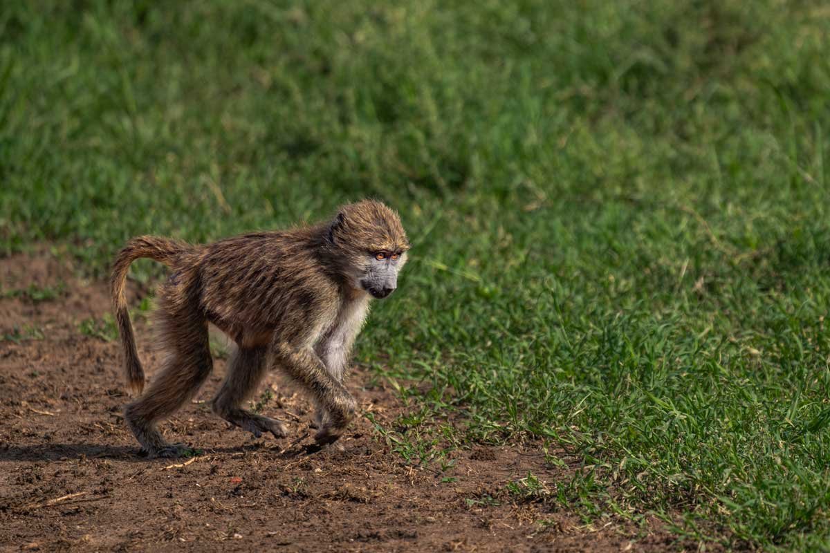 A baby baboon with beautiful eyes.