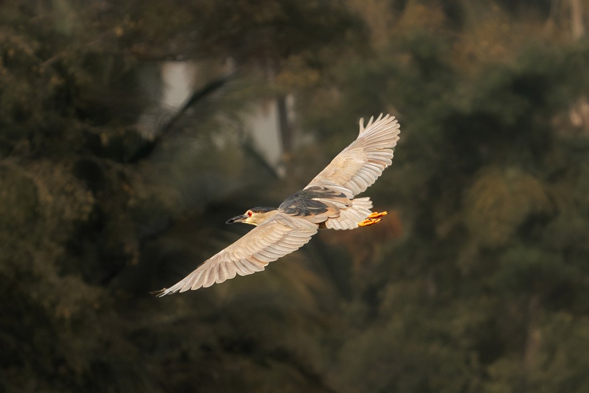 black crowned night heron is flying