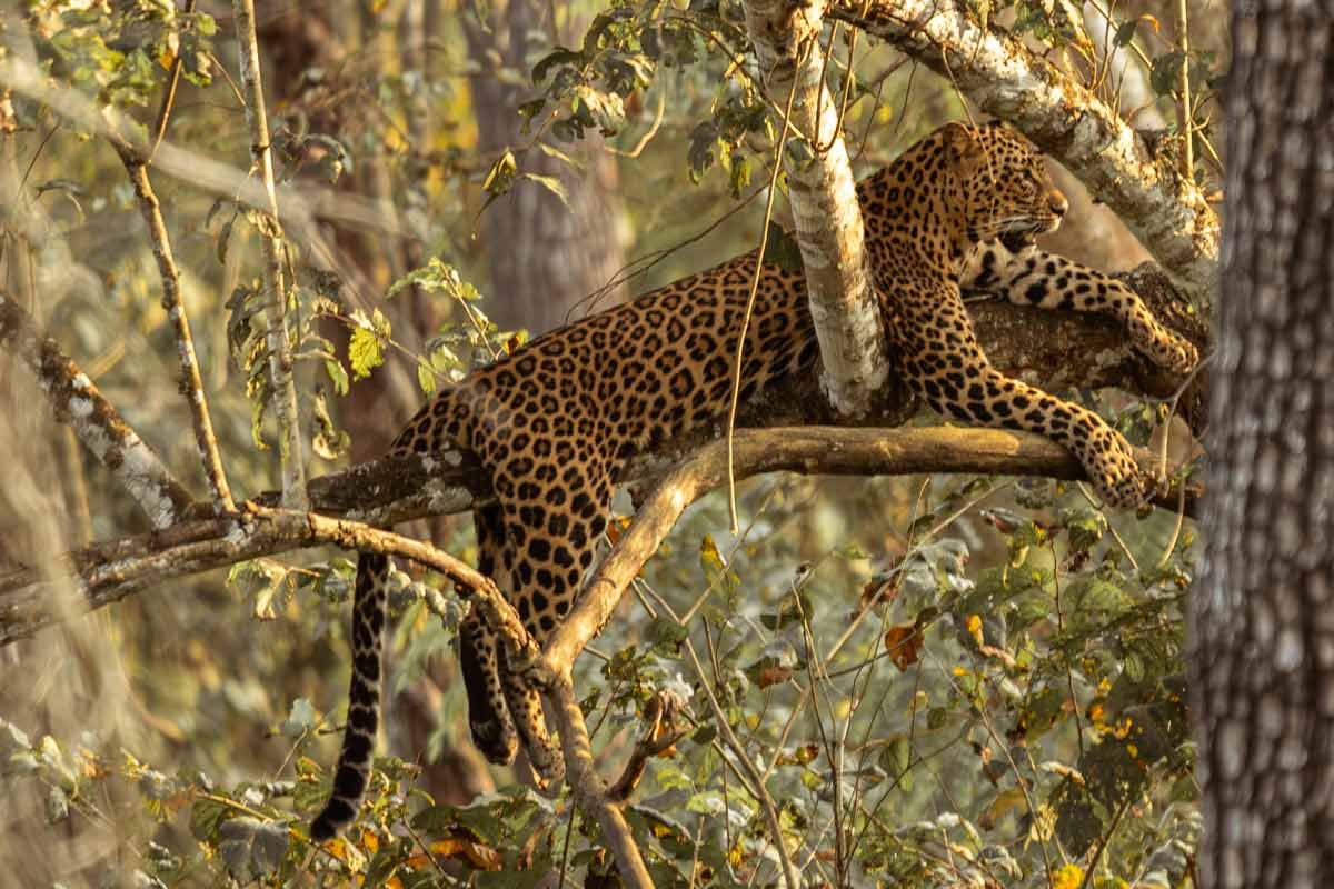 a leopard is sitting on the tree and its roaring