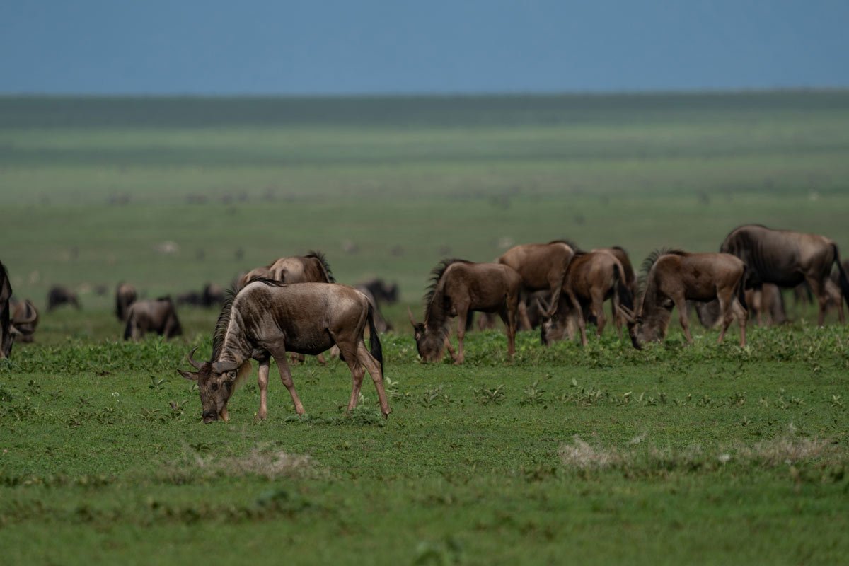 A wild beast is grazing and behind herd is following him.