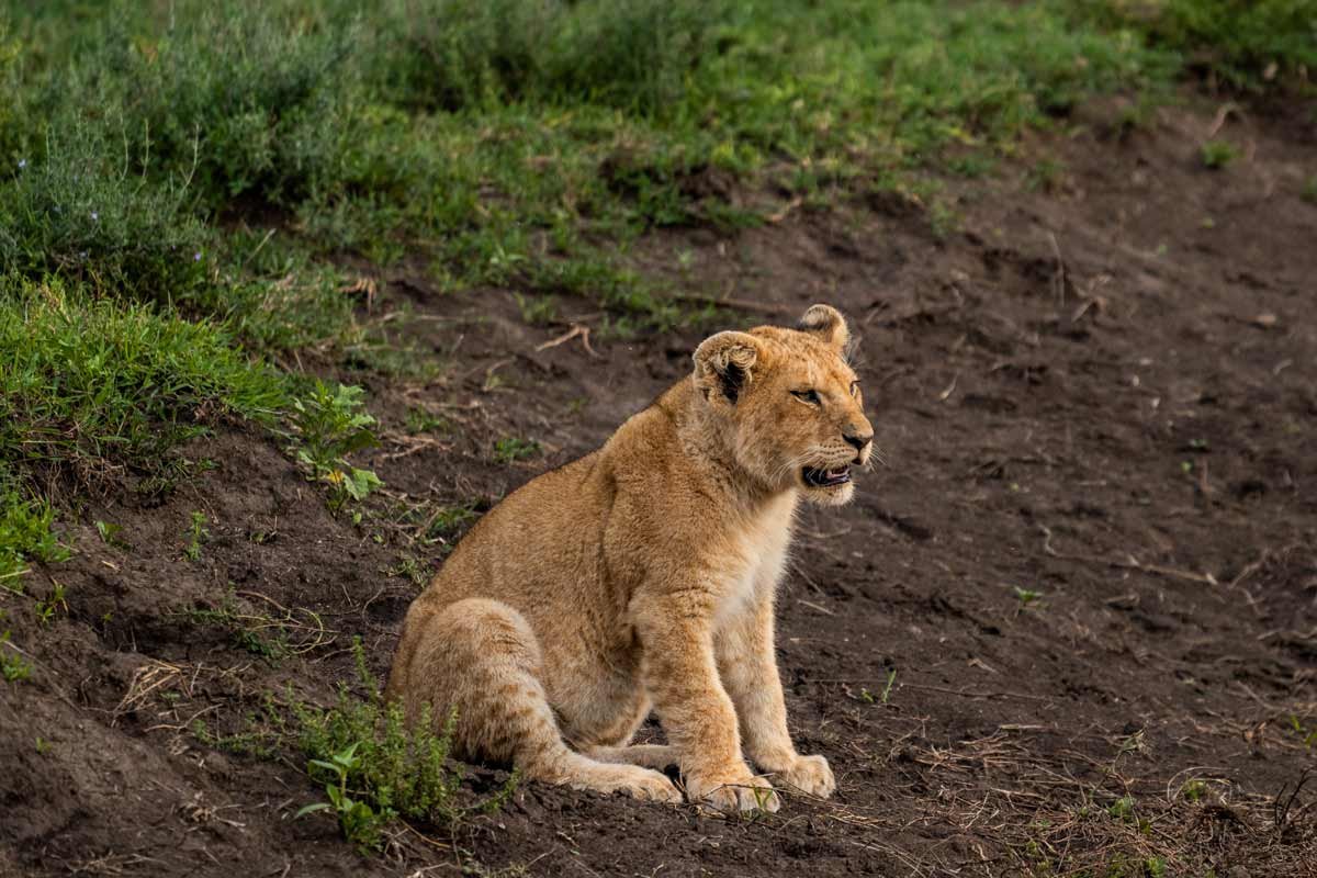A young lion cub is sitting.