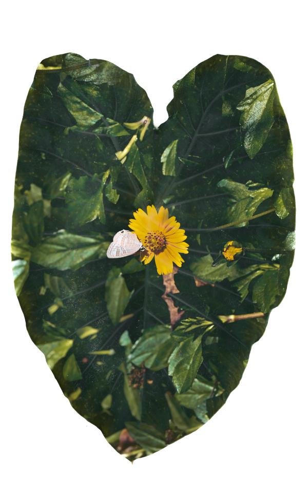Green leaf with yellow flower in the middle