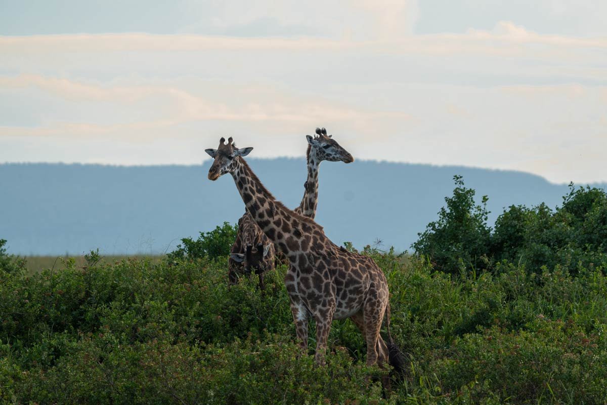Two giraffes made a cross with their necks.
