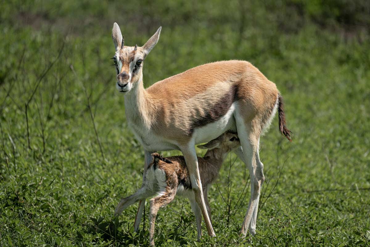 A mother gazelle is feeding her baby.