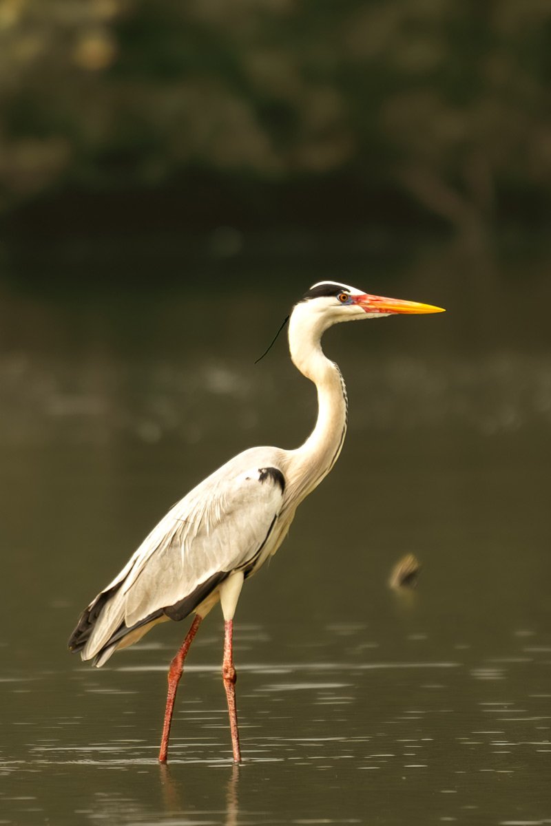 grey heron is walking in water