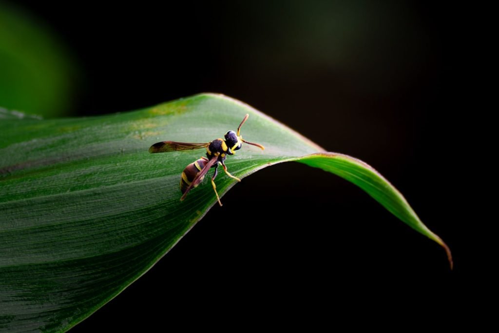 paperwasp is getting ready to take the flight