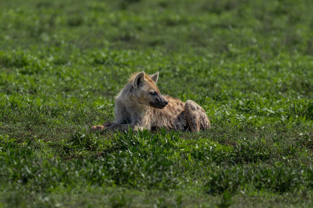 A hyena is resting.