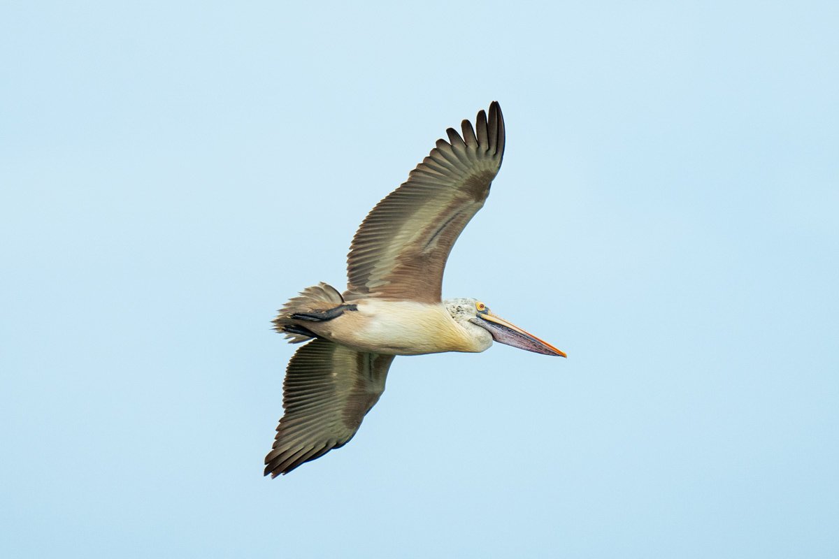 a pelican flying with wings wide open