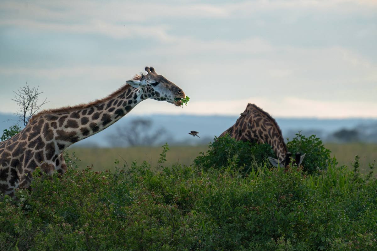 Two giraffes are eating the grass of bushes.