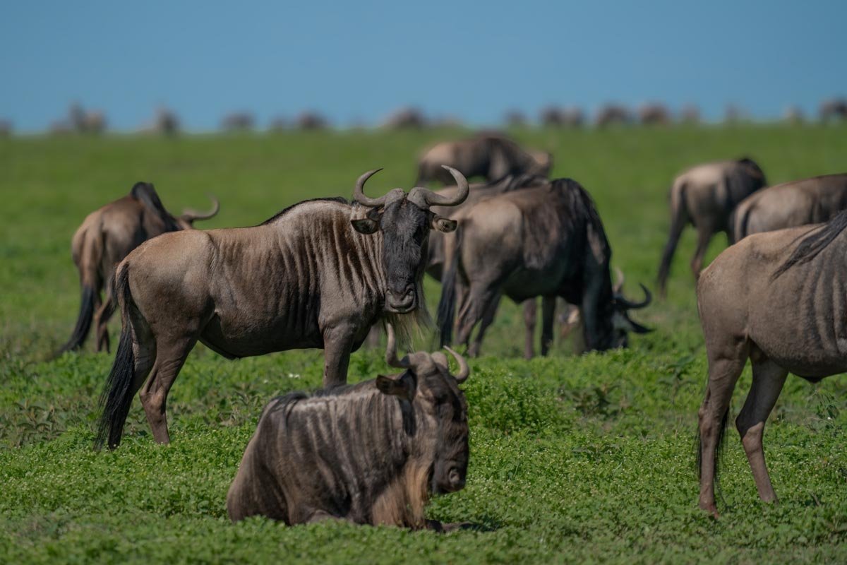 Wild beasts observing the area.