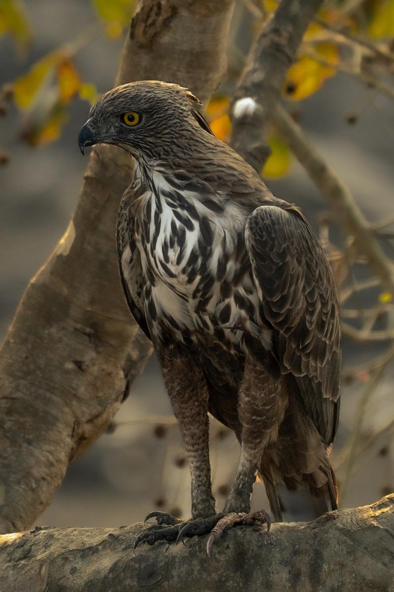 a eagle is standing in the tree stem
