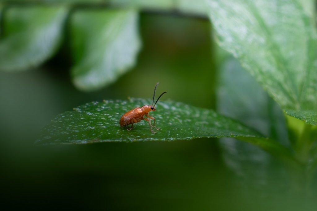 melon beetle hiding inside the plants
