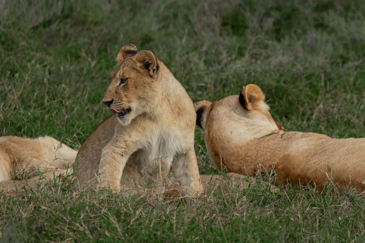 A pride is resting in savanna.