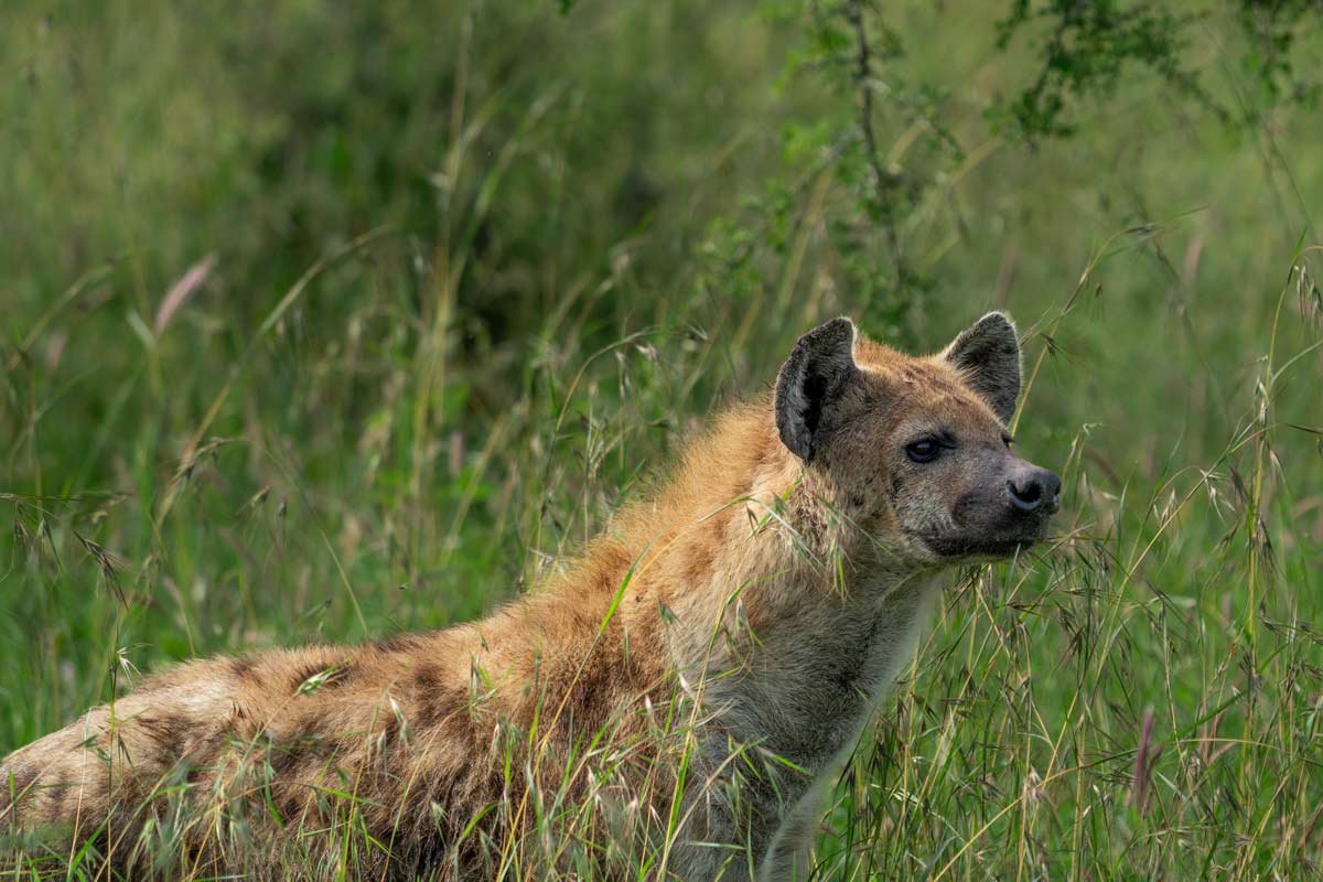A hyena is going to hunt down his prey.