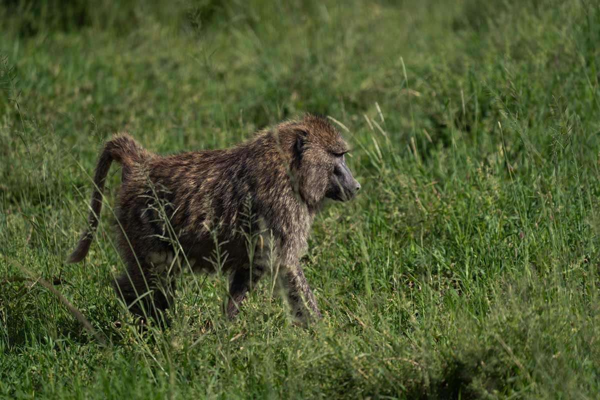A baboon is walking.
