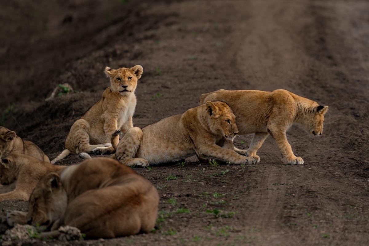 Lioness cubs are playing with each other.