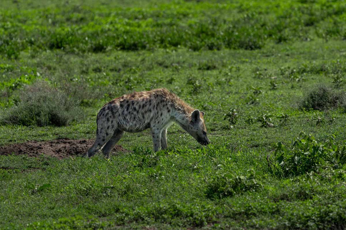 A hyena is searching for his food.