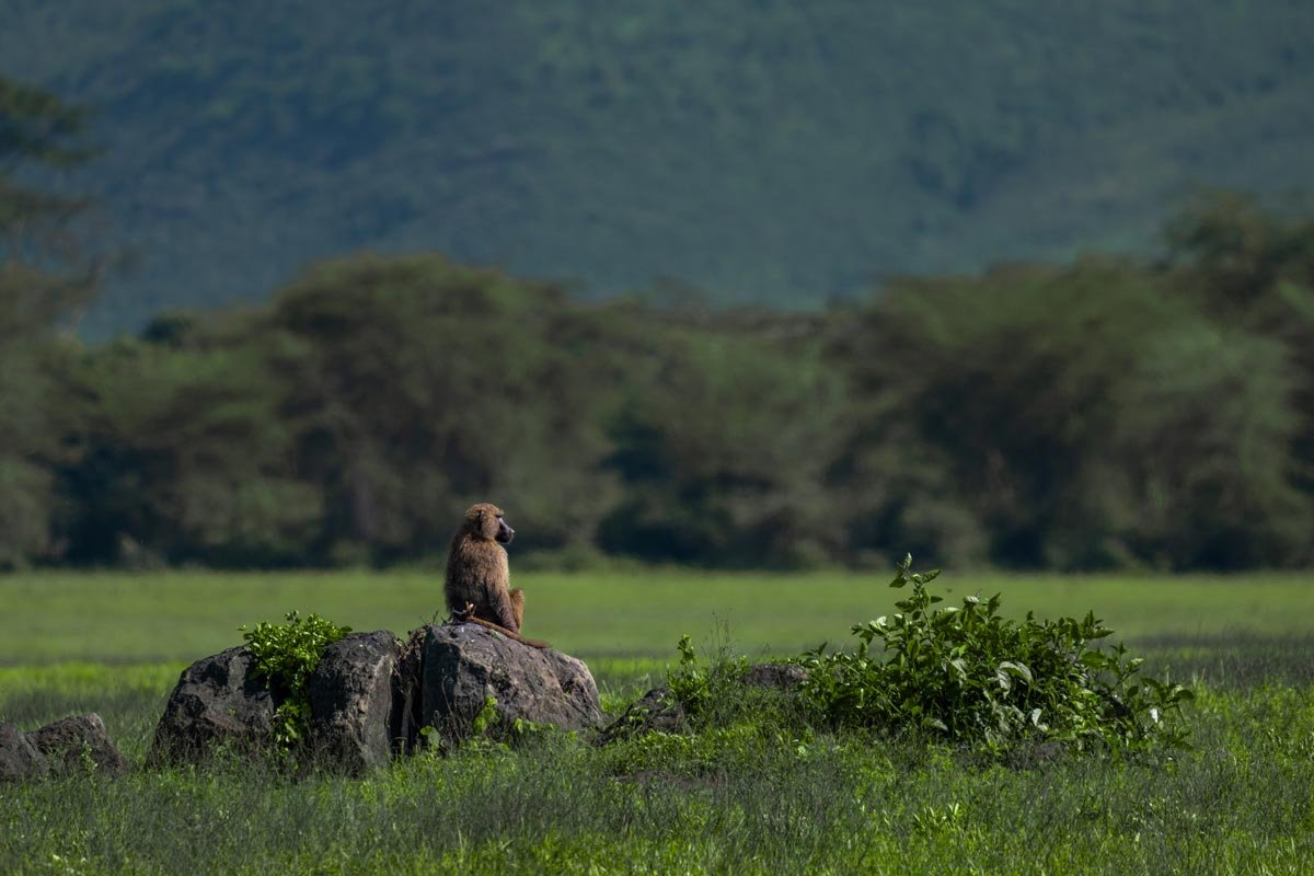 A baboon is sitting on a rock.