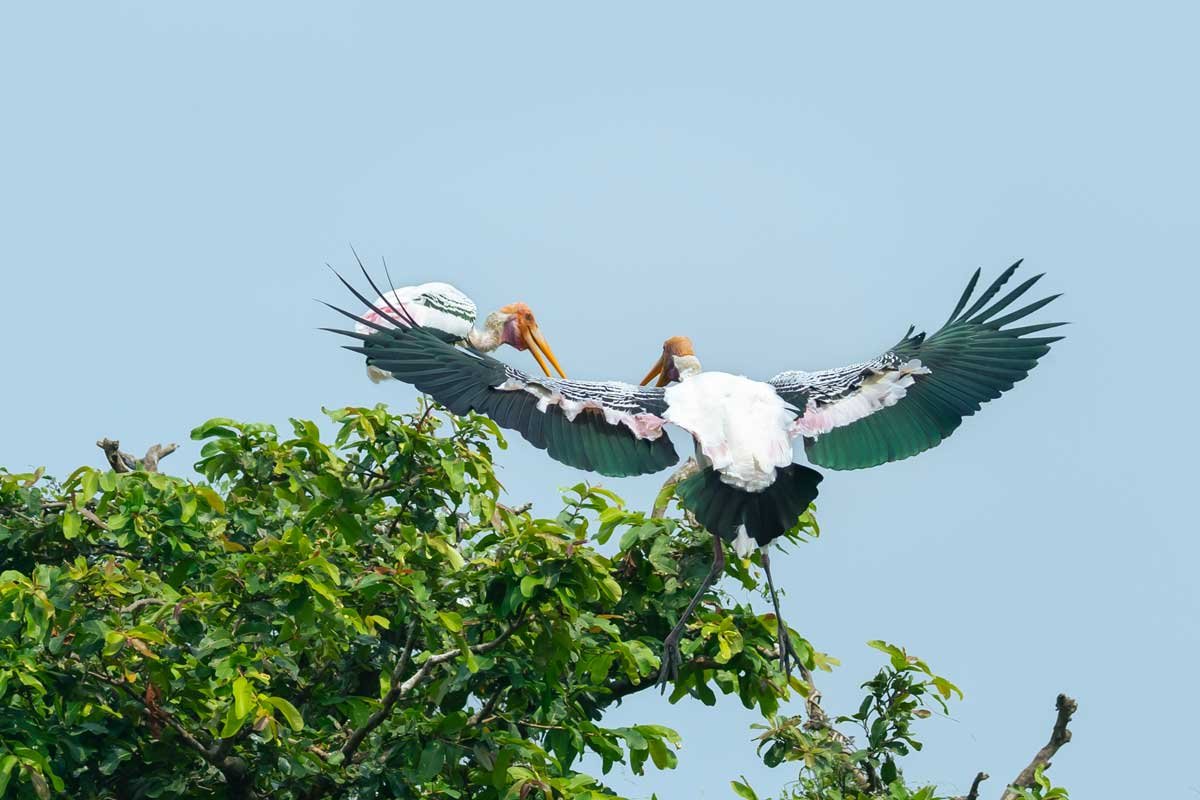 two storks having a conversation