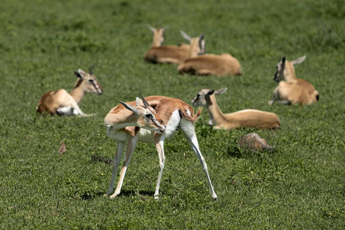 A young gazelle is standing.