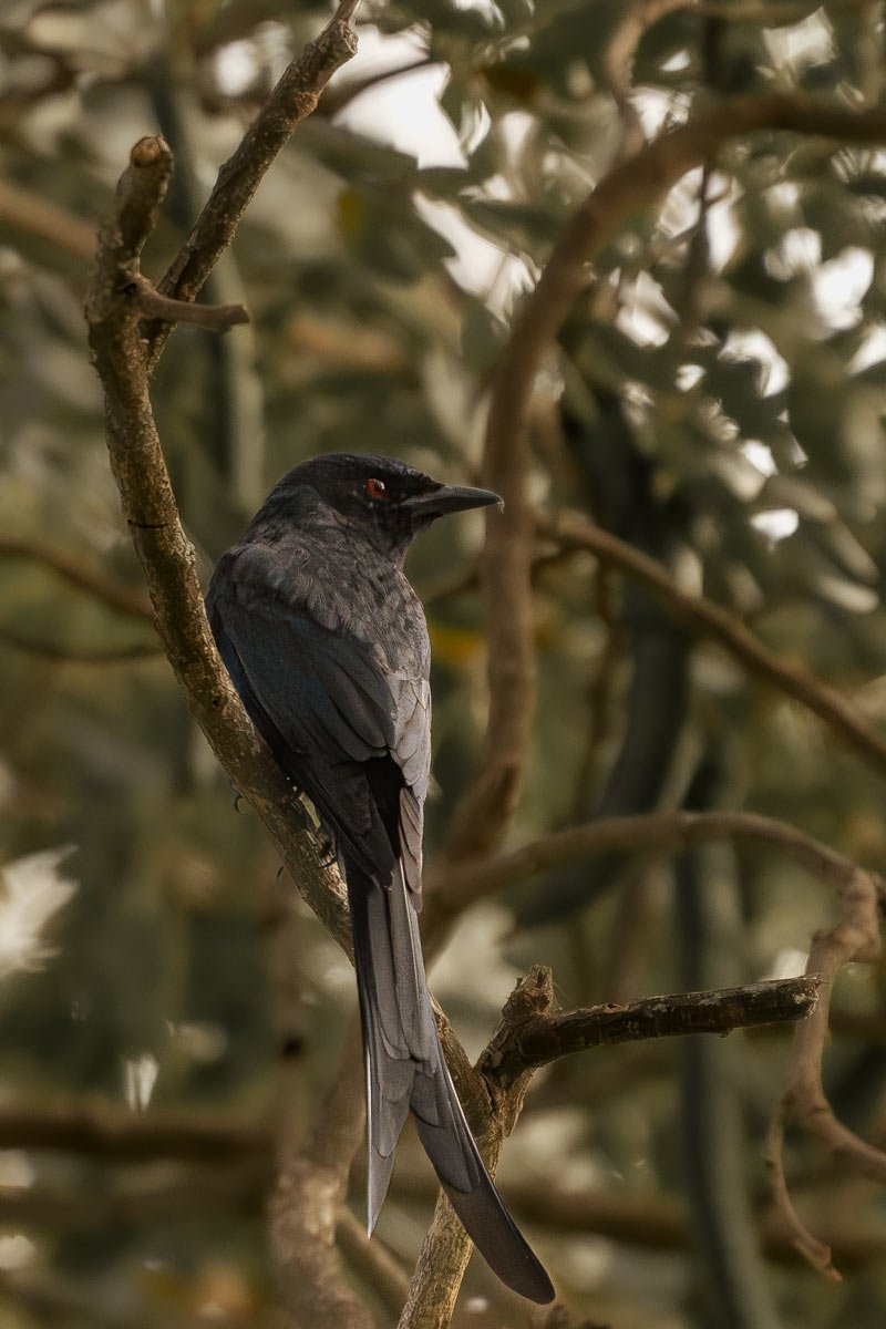 spangled drongo is rotating head and seeing