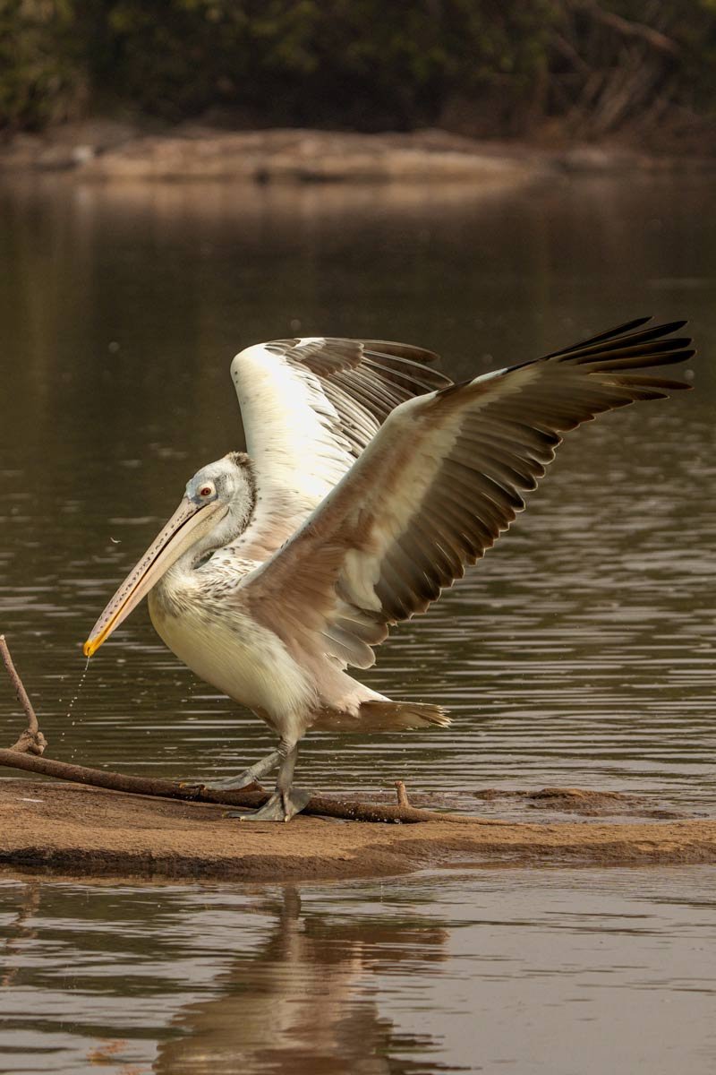 spot billed pelican is drinking water