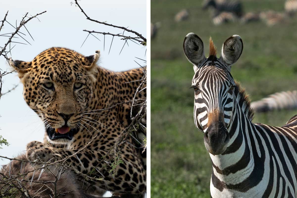 A close-up portrait of a leopard and a zebra.