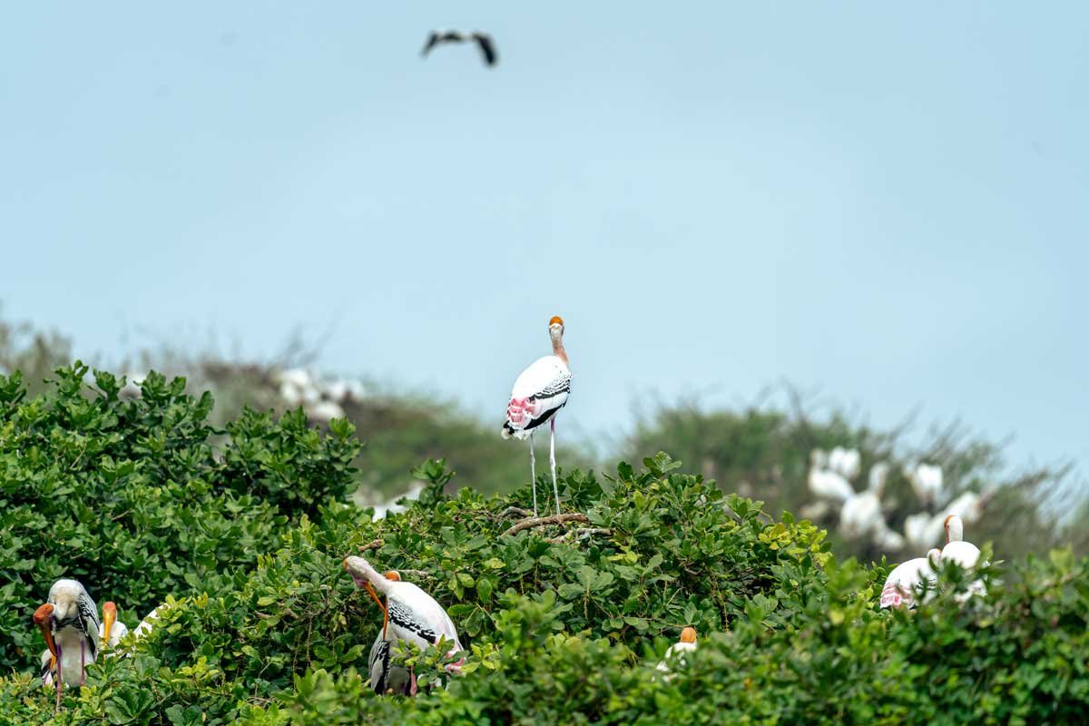 a stork standing alone and looking at the sky
