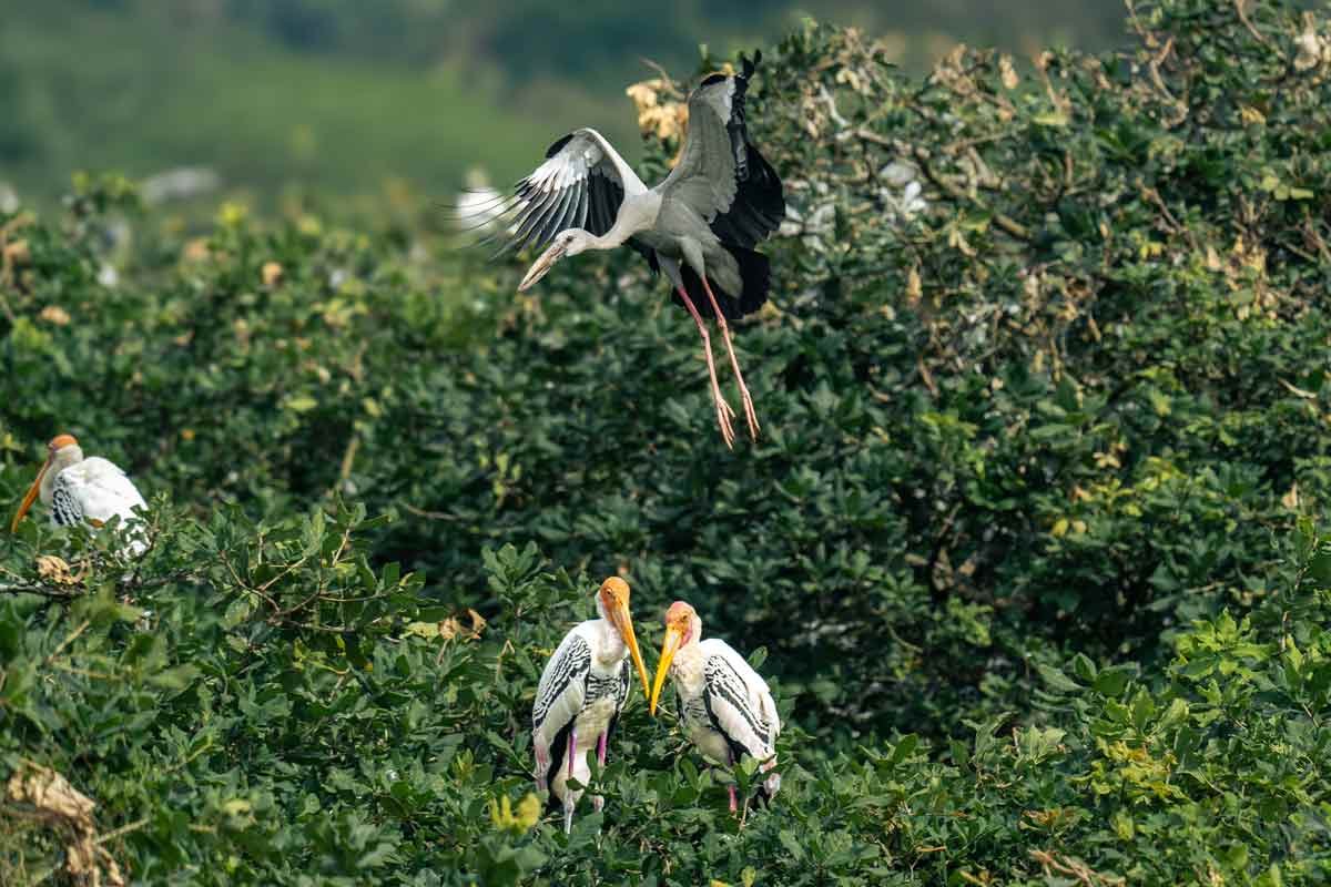 a bird flying above a loving couple birds