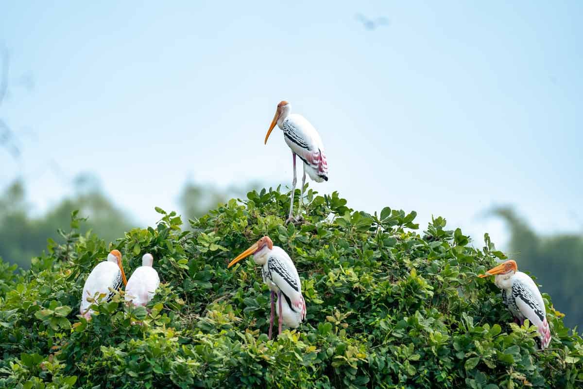 group of painted storks sitting on a tree