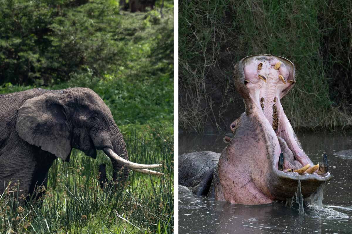 A close-up portrait of a elephant and a hippo.