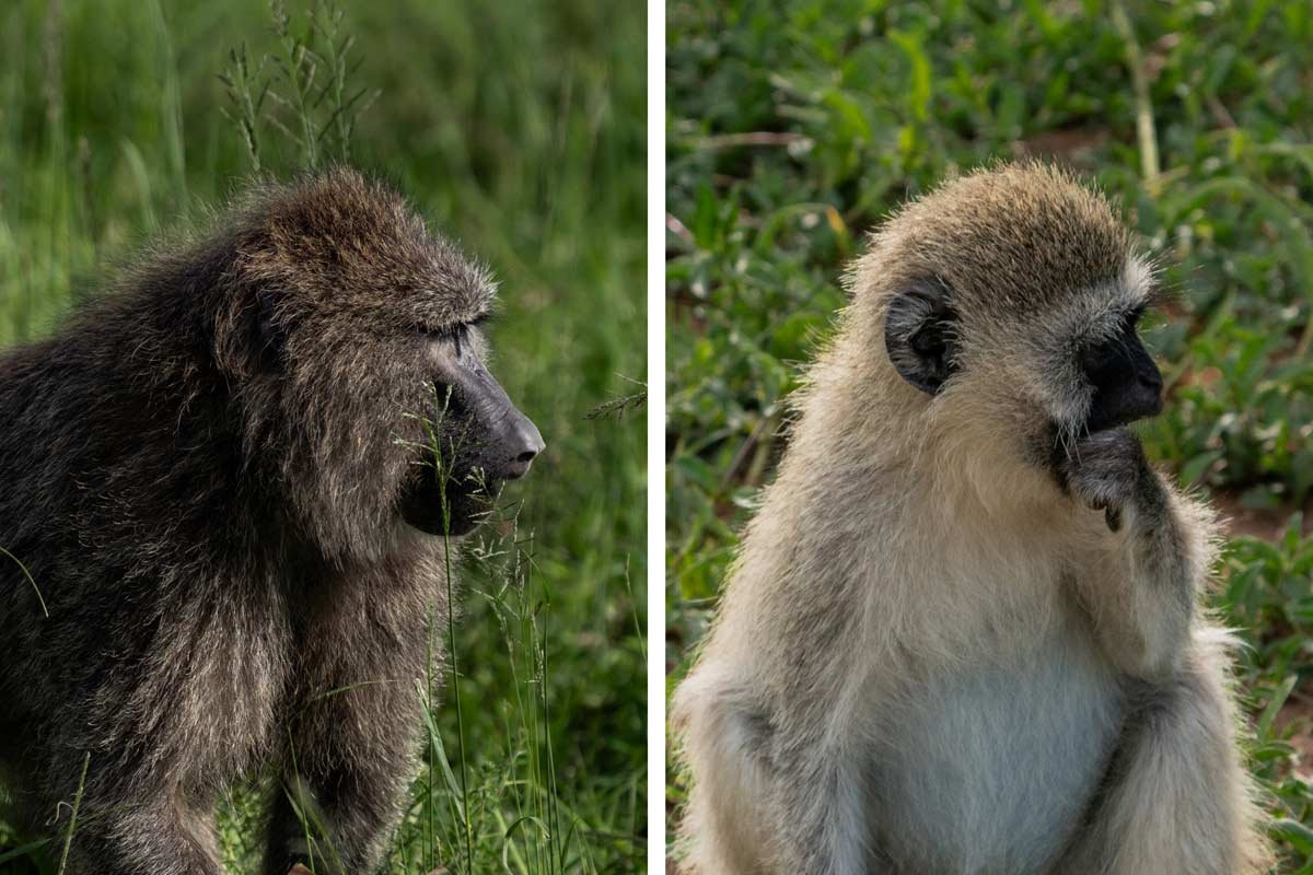 A close-up portrait of a baboon and a vervet.