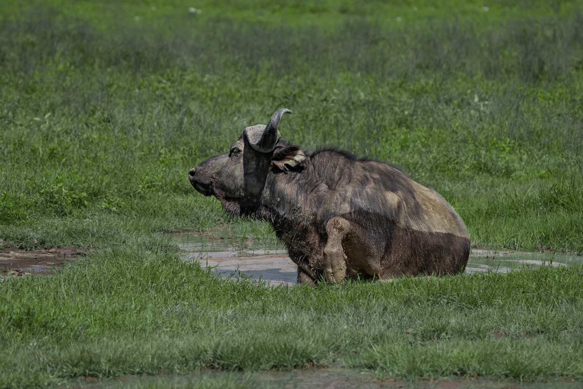 A cape buffalo is coming out of the muddy water.