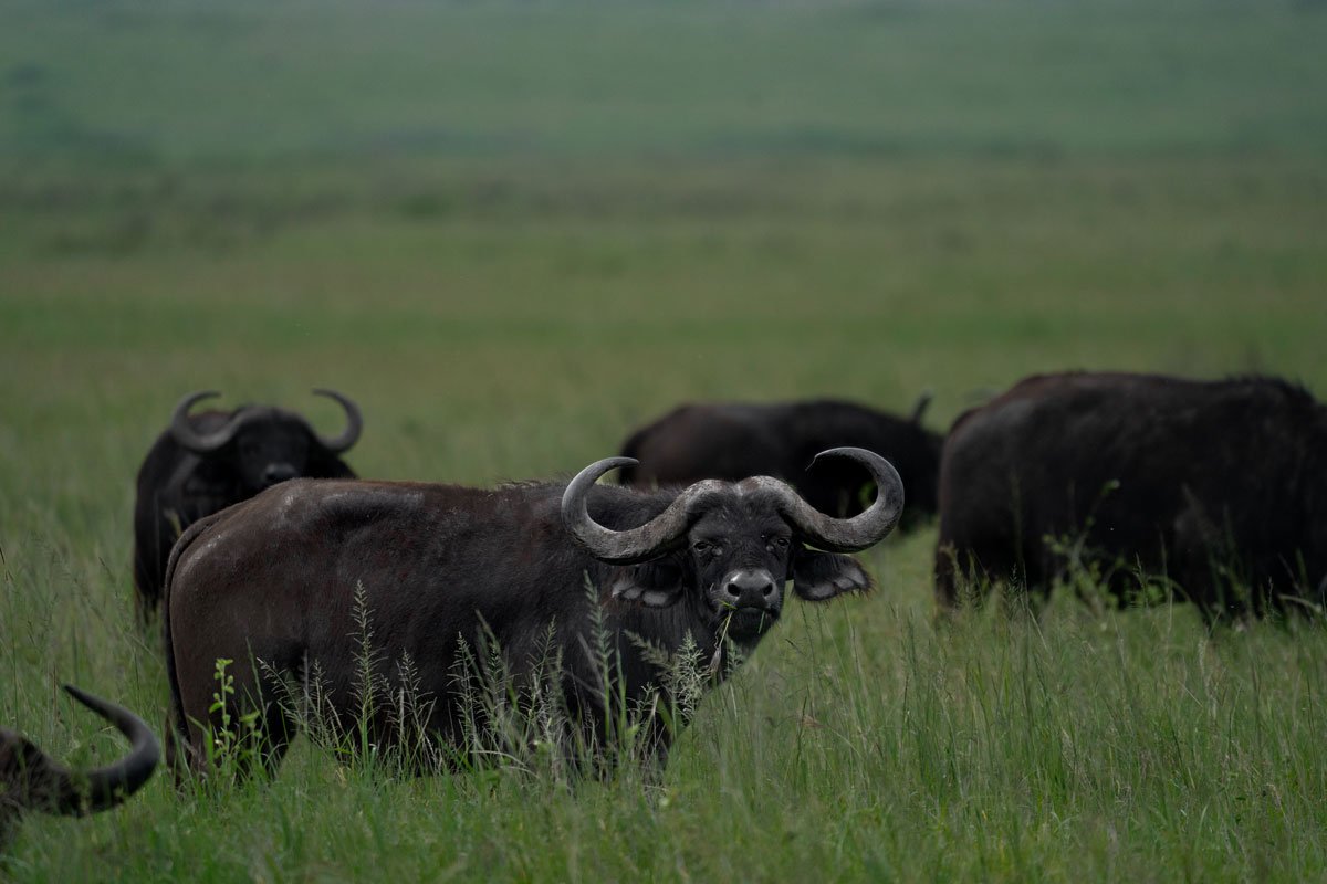 A Cape buffalo is observing the area.